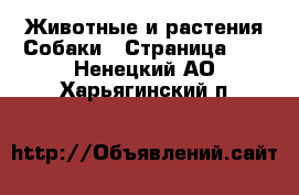 Животные и растения Собаки - Страница 22 . Ненецкий АО,Харьягинский п.